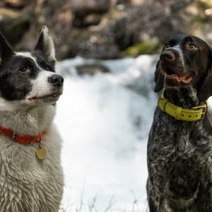 Puppy Falls: Waterfall Music for Dogs - Momento