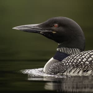 Calm Callings: Loon Sounds for Mind Relaxation - Nature Is Calling