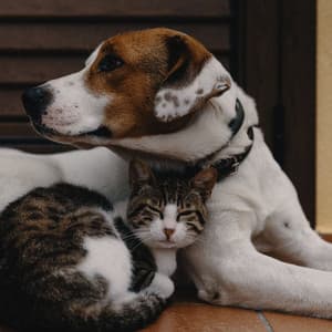 Happy Tails: Music for Pets' Souls - Pet Calm