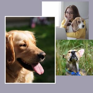 Tenor Sax Jazz - Background for Hyper Dogs - Relaxing Dog Music Playlists