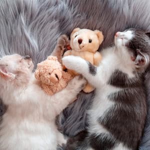 Relaxing Cat Nights: Music for Feline Sleep - Supreme Music Sounds