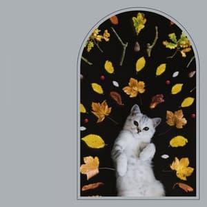 Background Music for Cutest Kittens - Music for Resting Cats