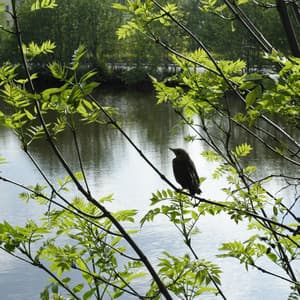 Creekside Melodies: ASMR Bliss with Nature's Birds - ASMR LIFE