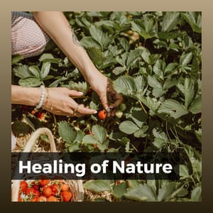 Healing of Nature - Rest & Relax Nature Sounds Artists