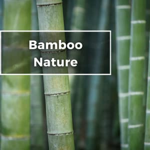Bamboo Nature - Shakuhachi Sakano
