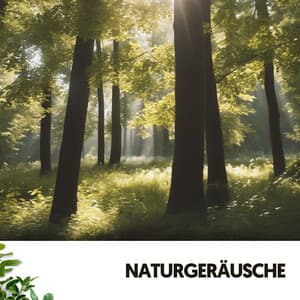 Sons Naturels et Bruit : Harmonie dans la Nature - Ruido Blanco Hart