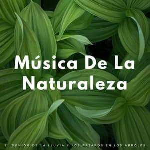 Música De La Naturaleza: El Sonido De La Lluvia Y Los Pájaros En Los Árboles - Lluvia de Berlín