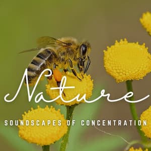 Mindful Echoes: Soundscapes of Concentration - Afternoon Chill Out
