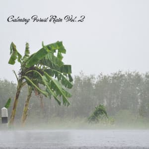 Calming Forest Rain Vol. 2 - Rain In Spain