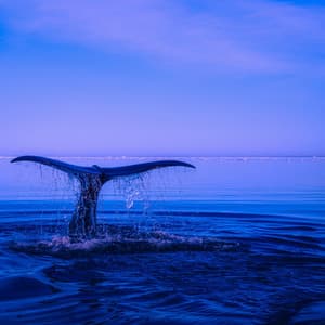 Sounds | Sleep - The Sleep Specialist