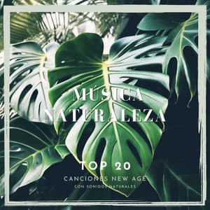 TOP 20 Música Naturaleza - Canciones New Age con Sonidos Naturales de Bosque, Agua y Aves - Naturaleza Ensemble