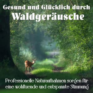 Glücklich und Gesund durch Waldgeräusche, professionelle Naturaufnahmen sorgen für eine wohltuende und entspannte Stimmung - Media Sound Art