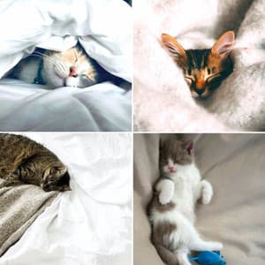 Feelings for The Comfortable Cats - Cat Music Relaxation