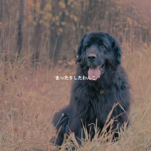 まったりしたわんこ - Jazz Office