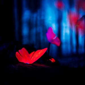 Where Silence Blooms - Melisa Depth