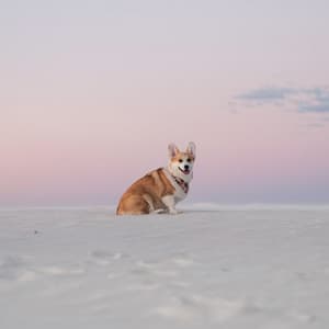 Puppy's Playlist: Music for Your Dogs - Music For Dogs