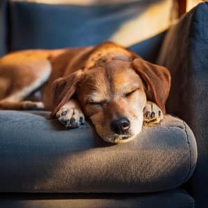 Tonos Alegres Para Perros: Música Para Cachorros Felices - Lista de reproducción para la cena