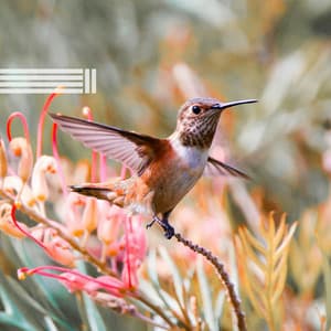 Singender Vögel - Zusammenstellung - Vogelstimmen Welt