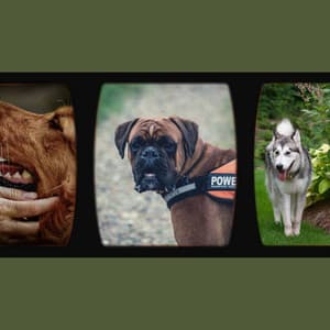 Echoes of A Sleepy Puppy - Relaxing Dog Music Playlists