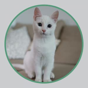 Music for Loving Cats - Soothing Cat Music