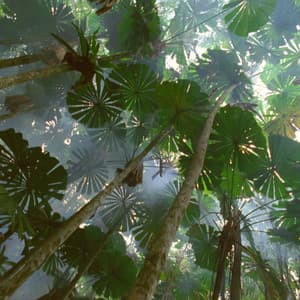 Canopy Dreams: Echoes of Nature's Harmonic Beauty - Sleep Stills