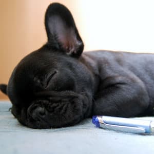 Zen Lofi Pet Resonance: Harmonic Sounds for Serene Bonds - Raining for Calm Pets