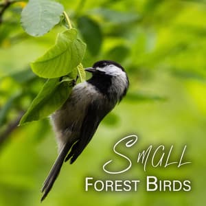 Small Forest Birds - Elijah Ages