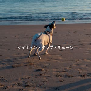 ケイナイン・クラブ・チューン - Soft Jazz Radio