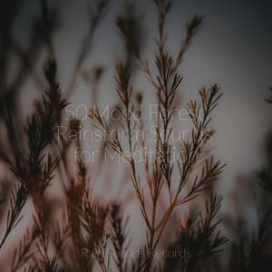 50 Mood Forest Rainstorm Sounds for Meditation - Relaxing Music