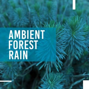 Ambient Forest Rain - Sleep Sounds of Nature
