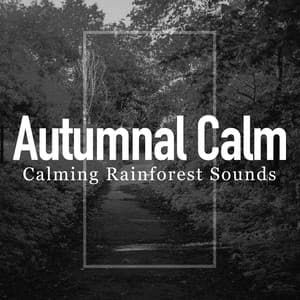Autumnal Calm - Calming Rainforest Sounds