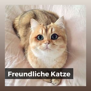 Freundliche Katze - Katzenmusik