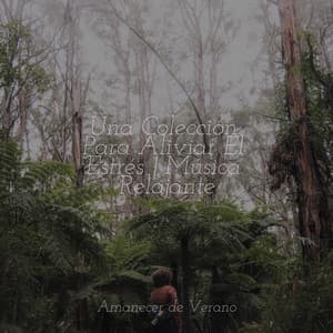 Una Colección Para Aliviar El Estrés | Música Relajante - Sonidos De Truenos y Lluvia