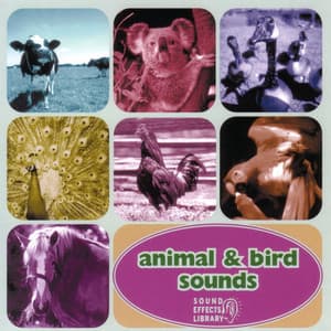Animal & Bird Sounds - Animal and Bird Songs