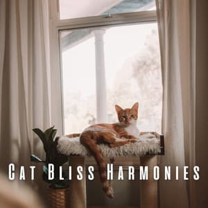 Cat Bliss Harmonies: Chill Music for Cats' Comfort - koreanchill