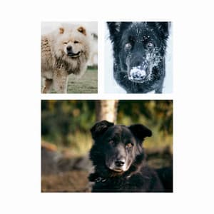 Background Music for Resting Doggy - Dog Music Library