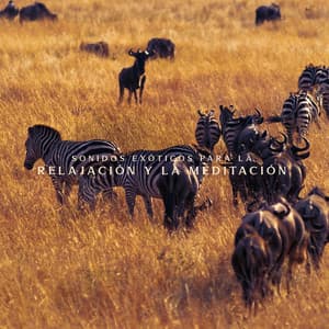 Sonidos Exóticos para la Relajación y la Meditación: Energía Solar Africana con Musicoterapia - Mestres de Hipnose de Sono Profundo