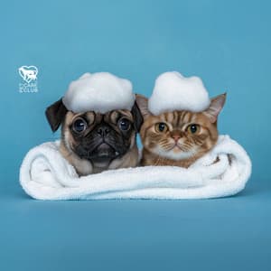 Pet Care - Pet Care Club