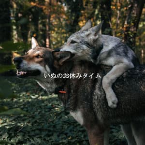 いぬのお休みタイム - Cafe Jazz Duo