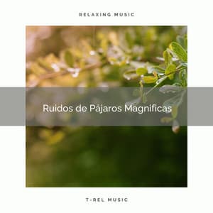 1 Ruidos de Pájaros Magnificas - Sonidos de la Naturaleza para Dormir