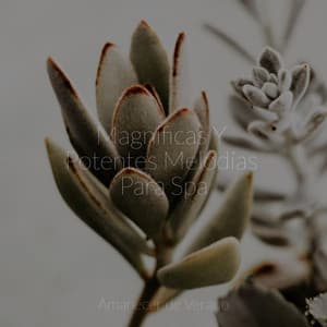 Magníficas Y Potentes Melodías Para Spa - Meditación Maestro