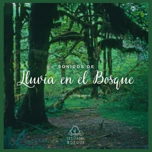 Sonidos de Lluvia en el Bosque - Lluvia Del Bosque