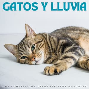 Gatos Y Lluvia: Una Combinación Calmante Para Mascotas - Lluvia y Truenos