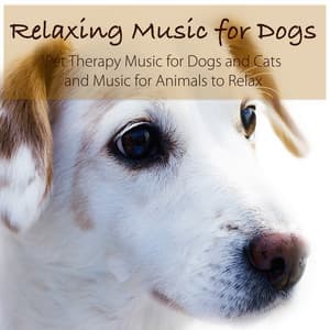 Relaxing Music for Dogs - Pet Therapy Music for Dogs and Cats and Music for Animals to Relax - Dog Music