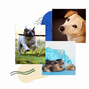 Distinguished Smooth Jazz Chill Out - Background for Sleeping Dog - Dogs at Home