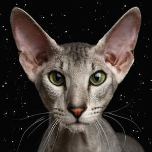 Simon and the Astronauts and Gustaf Ljunggren - Simon and the Astronauts