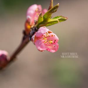 A New Spring Beginning - Scott Wiles