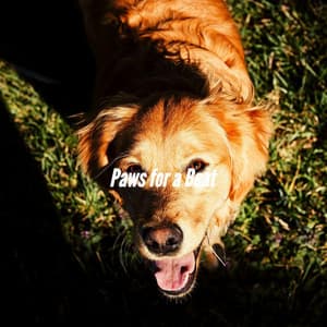 Paws for a Beat - Fashionable Doggy Music
