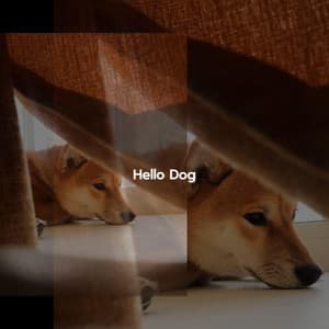Hello Dog - Jazz for Working Playlist