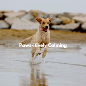 Paws-itively Calming - Office Background Music Playlists